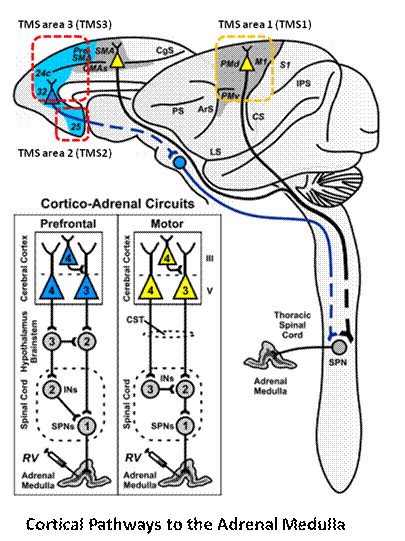 Cortical Pathways to the Adrenal Medulla.png